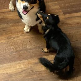 Dachshunds and Pembroke Welsh Corgis from Kuhbander Stable Llc