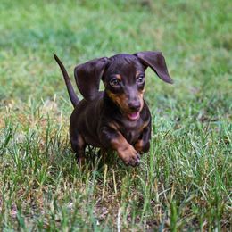 Dachshund Puppies from Orchard Dachshunds