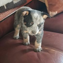Australian Cattle Dog Puppies from Buffalo Valley AKC Australian Cattle Dogs