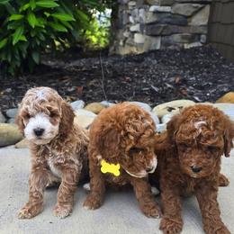 Green boy axel - Apricot male Goldendoodle puppy in Bristol, Tennessee from 4goldendoodles