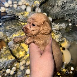 Stormy - Red female Dachshund puppy in Conway, Missouri from Ozark Mountain Kennel