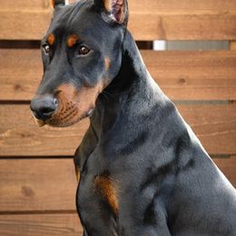 Boy 1 - Black and rust Doberman Pinscher puppy in Clackamas, Oregon from Gran Valor Dobermans