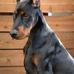 Boy 1 - Black and rust Doberman Pinscher puppy in Clackamas, Oregon from Gran Valor Dobermans