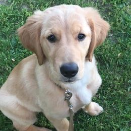 Golden Retrievers from Dream Big Golden Retrievers