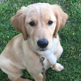 Golden Retrievers from Dream Big Golden Retrievers