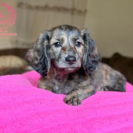 Kimmie - Brindle female Dachshund puppy in Hornbeck, Louisiana from A&Z Mini Dachshunds
