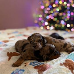 Dachshund Puppies from Birkin’ Paws