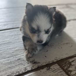 Rocket - Wolf sable male Pomsky puppy in Gunter, Texas from The Painted Pomsky