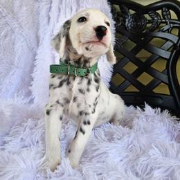 Green - White and black male Dalmatian puppy in Gray, Georgia from Fuller Spots