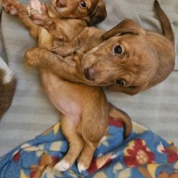 Dachshund Puppies from Dog Crick Daschunds