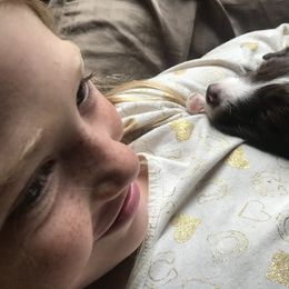 Border Collie Puppies from By Design Farm