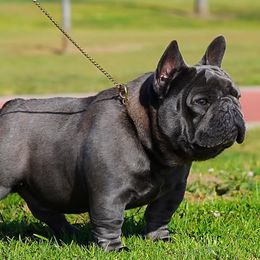 Chuy - French Bulldog