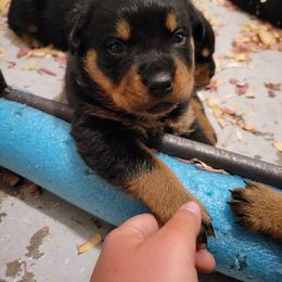 Rottweiler Puppies from C & J Rottweilers