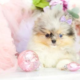 Paisley- AKC Black & Tan Merle: One blue eye - Blue merle female Pomeranian puppy in Santa Rosa, California from Cute California Poms