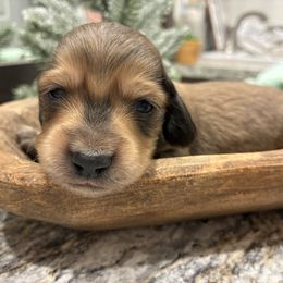 Giblet - Red male Dachshund puppy in Dobson, North Carolina from Oakleys Dachshund Haven