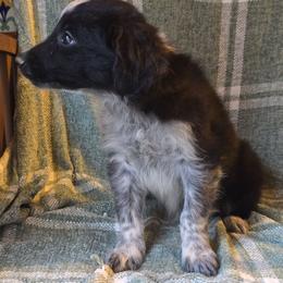Tea - Black and white female Border Collie puppy in East Brady, Pennsylvania from Riverwood