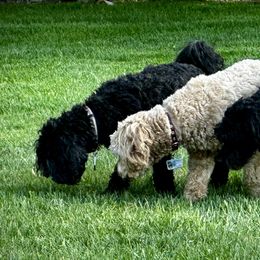 Australian Labradoodle Puppies from Tiny Treasures Australian Labradoodles