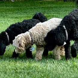 Australian Labradoodle Puppies from Tiny Treasures Australian Labradoodles