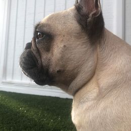 "Molly (DAM)" French Bulldog Puppies from Solitaire French Bulldogs