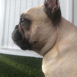 "Molly (DAM)" French Bulldog Puppies from Solitaire French Bulldogs