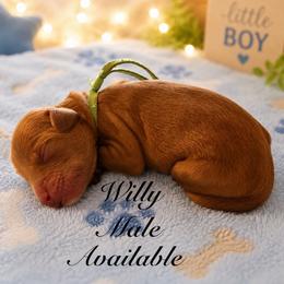 Willy - Red male Australian Labradoodle puppy in Eastover, North Carolina from Joyful Hearts Australian Labradoodles