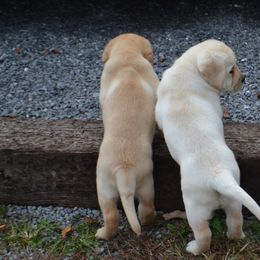 Labrador Retriever Puppies from Ashland Labradors