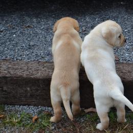 Labrador Retriever Puppies from Ashland Labradors