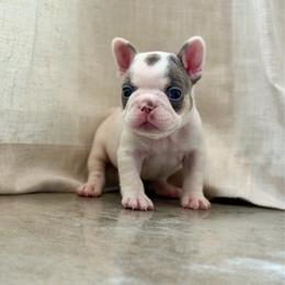 Green - Tricolors male French Bulldog puppy in Wagoner, Oklahoma from Frenchie Frys
