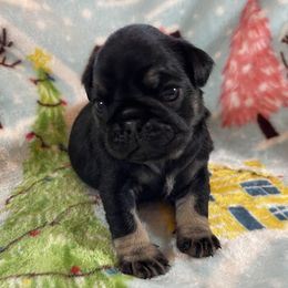 Othello - Black male Pug puppy in Ferrum, Virginia from Menagerie Magnifique Pugs & Boston Terriers
