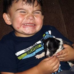 Rottweiler and Shetland Sheepdog Puppies from Mountain High Kennels