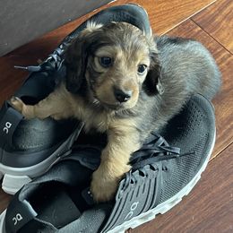 Dachshund Puppies from Royal Champion Dogs