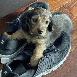 Dachshund Puppies from Royal Champion Dogs