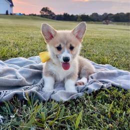Lulu's Yellow Girl - Red female Pembroke Welsh Corgi puppy in Vilonia, Arkansas from Lucky Pups Corgis