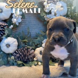 Selene - Blue brindle female American Bully puppy in Virginia from Terminal Velocity Kennels LLC