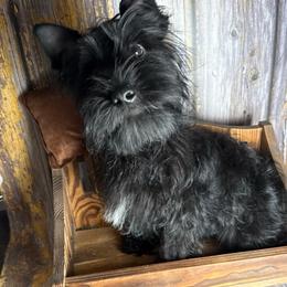 York - Black and tan male Yorkshire Terrier puppy in Tulsa, Oklahoma from Conns Cuddly Canines