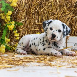 Cavalier King Charles Spaniel and Dalmatian Puppies from Cadence Hall