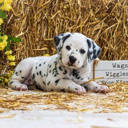 Cavalier King Charles Spaniel and Dalmatian Puppies from Cadence Hall