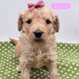 Betsy - Apricot female Goldendoodle puppy in Neillsville, Wisconsin from Granton Creek