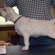 English Setter Puppies from Covenant English Setters