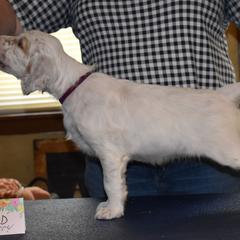 English Setter Puppies from Covenant English Setters