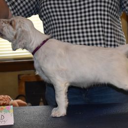 English Setter Puppies from Covenant English Setters