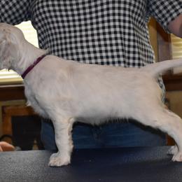 English Setter Puppies from Covenant English Setters