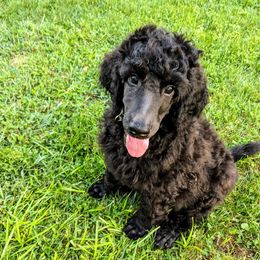 Poodles from Skyview Standards