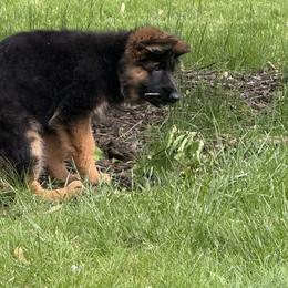 Red collar - Black and red female German Shepherd puppy in Wyoming, Michigan from Big Jones Kennels