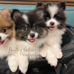 Pomeranian Puppies from Annie’s Animated AKC Pomeranians