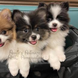 Pomeranian Puppies from Annie’s Animated AKC Pomeranians