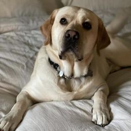 Labrador Retrievers from Loving Heart Labs