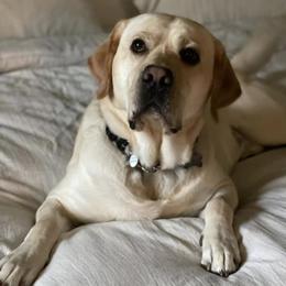 Labrador Retrievers from Loving Heart Labs