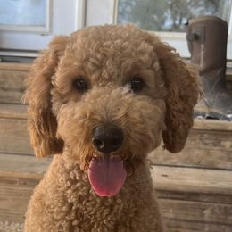Ruby - Goldendoodle