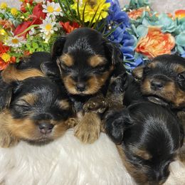 Yorkshire Terrier Puppies from Cutest AKC AZ Yorkies